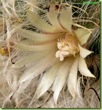 mammilaria-bocasana-foto-fioritura
