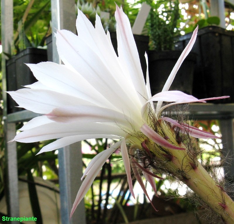 [foto-fiore-echinopsis[3].jpg]