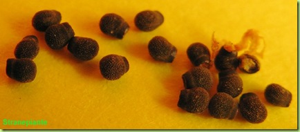 echinopsis multiplex semi
