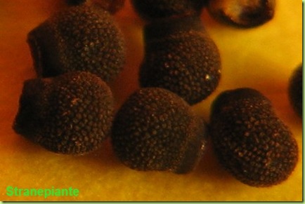 echinopsis multiplex seeds