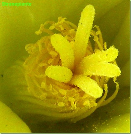 polline pistilli stami mammillaria longimamma