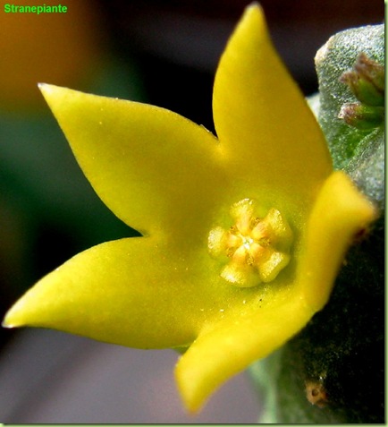 Echidnopsis cereiformis fiore