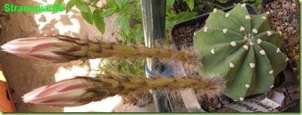 chinopsis subdenudata roma