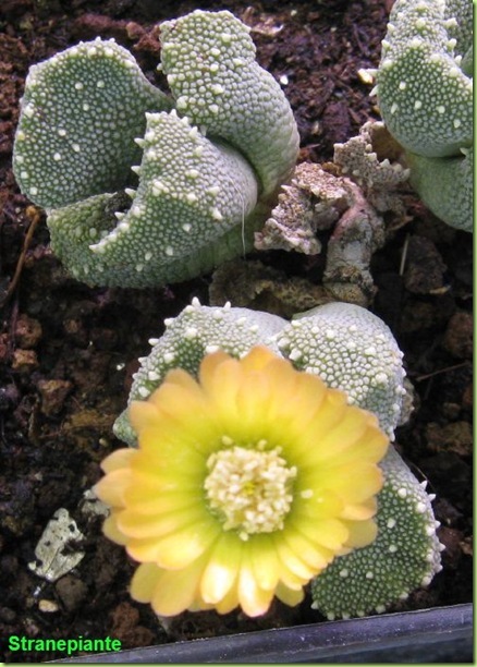 Aloinopsis Luckhoffii pianta con fiore