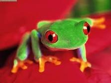 [red eyed tree frog[5].jpg]