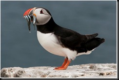 PUFFIN_WITH_SAND_EELS_NR_VERSION