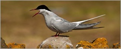 Arctic Tern, Neil Maughan