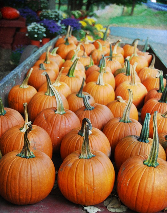 pumpkins in wagon