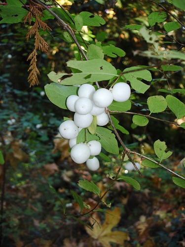[snowberry-flickr-by-ngawanqchodron-c.jpg]