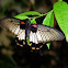 Great Mormon Butterfly