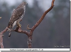 goshawk