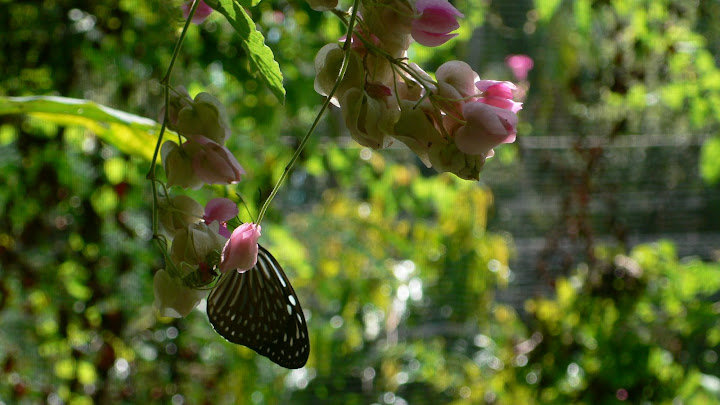 P1100517.JPG