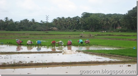 Goan farmers