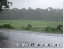 Raining in Goa