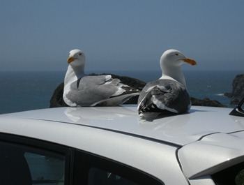 seagulls like the white cars