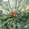 Pinheiro bravo "Maritime Pine"