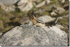 Golden-mantled Ground-squirrel