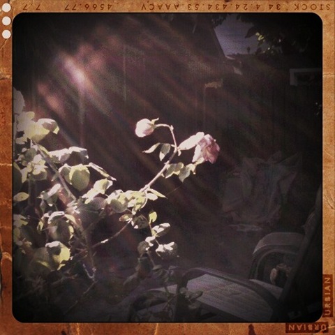[sunlight on roses retro[6].jpg]