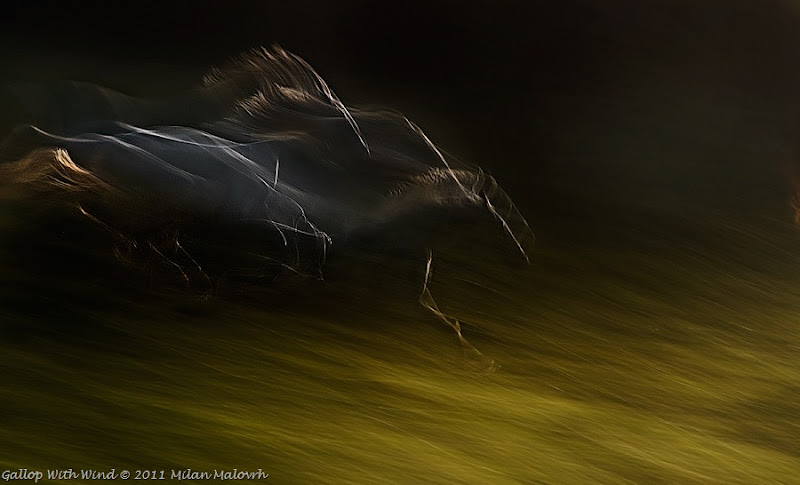 Gallop with Wind by Milan Malowrh