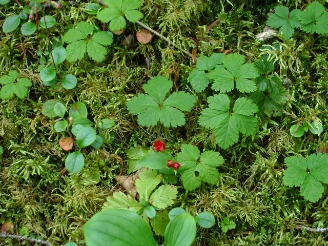 Strawberries (wild)
