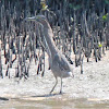 Australasian Bittern