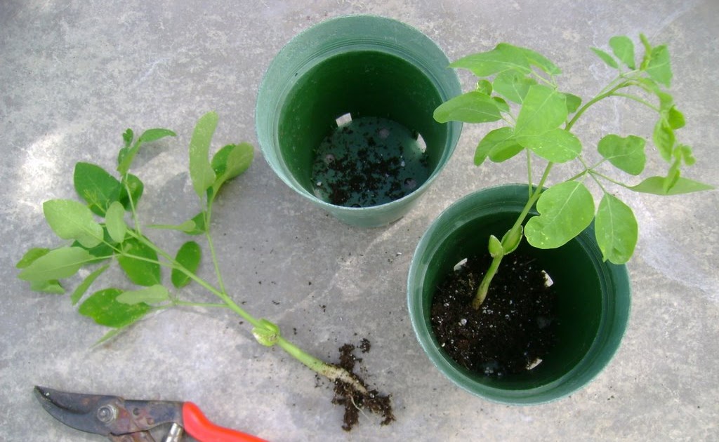 transplanting moringa seedlings