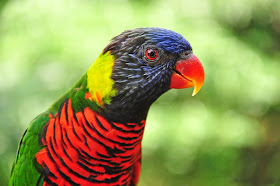 20100123_144_JurongBirdPark_PortraitOfABeautifulLory_800.JPG