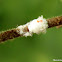Flatid planthopper nymph