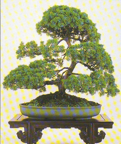 [juniperus chinesis[2].jpg]