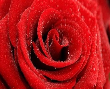 How to mod rose wallpaper patch 2.3.1 apk for pc