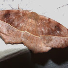 Curve-Toothed Geometer Moth