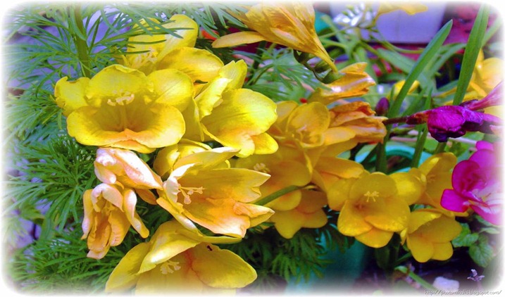 photomihalis.blogspot.Ζουμπούλια από τον κήπο μου-----Hyacinthus from my garden