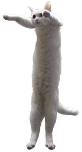longcat2.jpg