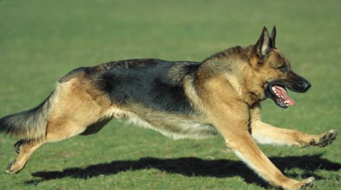 [police dog alsatian[4][4].jpg]