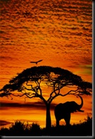 I-36047~African-Skies-Posters