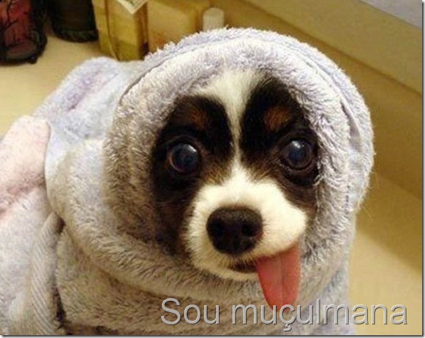 fotos-engracadas-de-animais-14