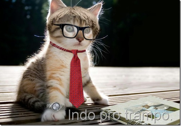 intellectualcat-
