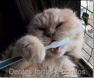 Animais Engracados (19)
