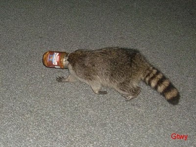 [Animal-Get-Amazingly-Stuck-10[3].jpg]
