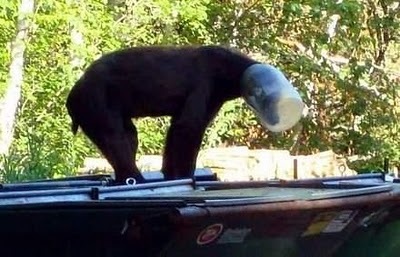 [Animal-Get-Amazingly-Stuck-11[6].jpg]