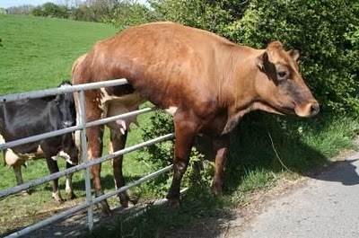 [Animal-Get-Amazingly-Stuck-1[6].jpg]