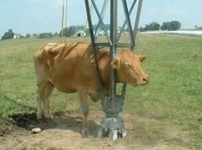 Animal-Get-Amazingly-Stuck-5