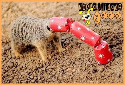 Animal-Get-Amazingly-Stuck-18