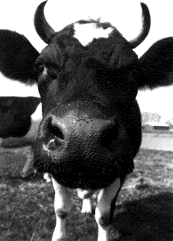 [cow[3].gif]
