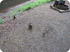 The Hungry Mother Duck Welcoming Committee