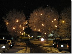 Shining trees on Miller St.
