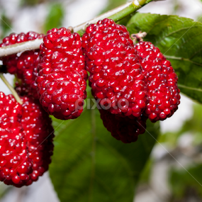 spring berries by Ahmet Güler - Food & Drink Fruits & Vegetables