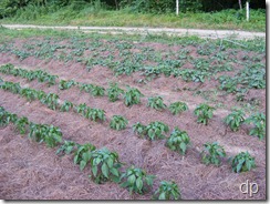 mulched peppers and sweet potatoes