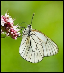 Cópia de Cópia de borboleta-321