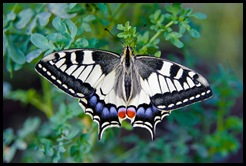Swallowtail, Papilio machaon (Linnaeus, 1758) , Cauda de Andorin